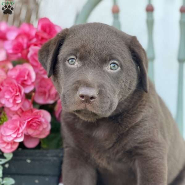 Spice, Golden Labrador Puppy